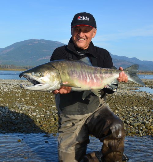 Losos keta - chum salmon