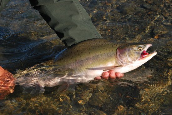 losos gorbuša (pink salmon)