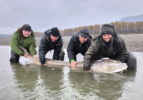 Jeseter bílý 248 cm (od "nosu" po "V" ocasní ploutve), 280 cm "po našem"