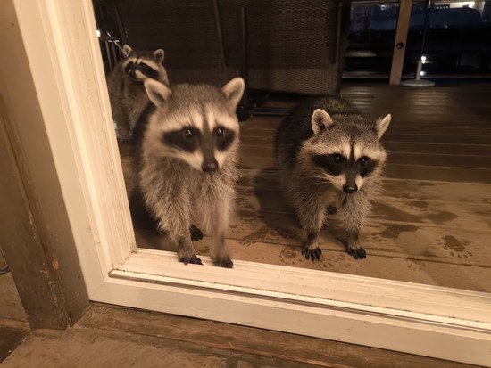 Mývalové - uvítací výbor