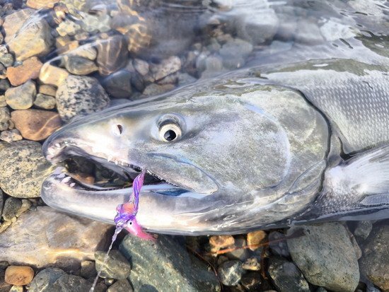 Losos keta - chum salmon