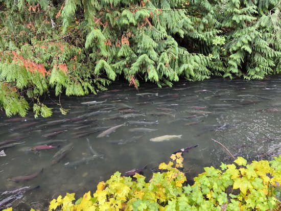 Lososí líheň nedaleko Chilliwack