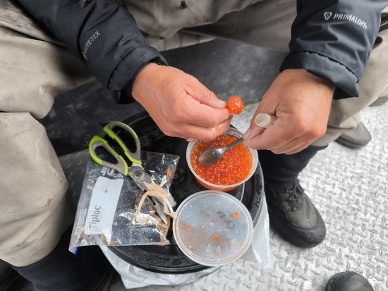 Příprava nástrah na jesetery - jikry z lososa