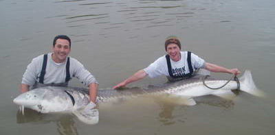 jeseter bily 250 kg jeseter bily 250 kg