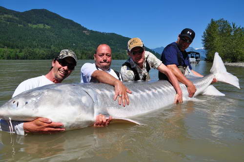 jeseter bily 277 cm, 250 kg jeseter bily 277 cm, 250 kg