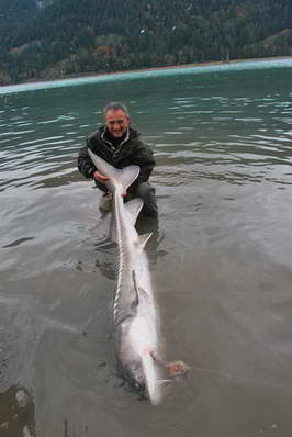 jeseter 250 cm - rijen jeseter 250 cm - rijen