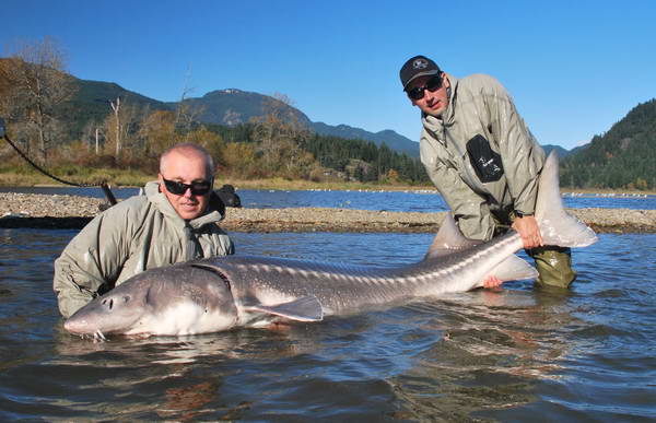 jeseter 240 cm, Harrison jeseter 240 cm, Harrison