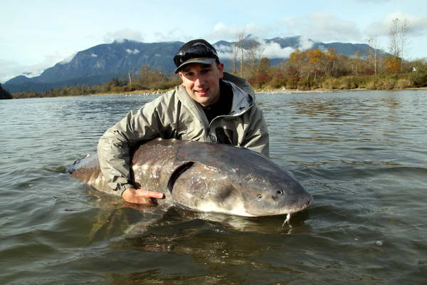 jeseter 270 cm z reky Harrison, rijen