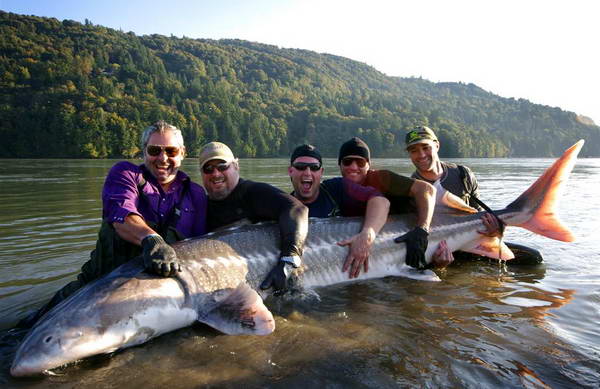 jeseter 310 cm, 283 kg jeseter 310 cm, 283 kg