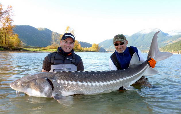 jeseter 250 cm, uloven 16. listopadu jeseter 250 cm, uloven 16. listopadu