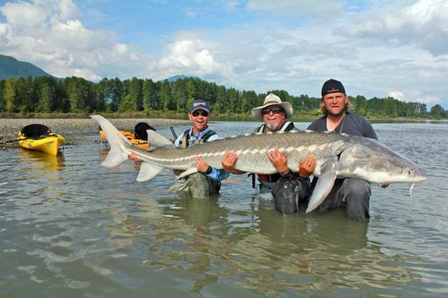 kajakfishing - trimetrovy jeseter uloveny z kajaku kajakfishing - trimetrovy jeseter uloveny z kajaku