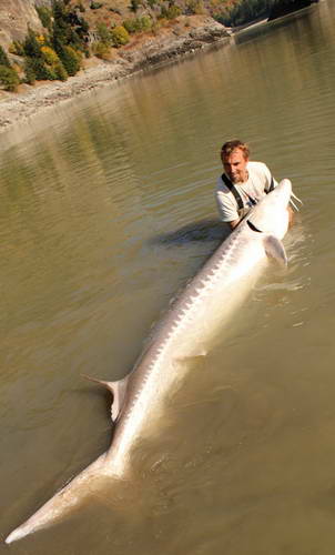 jeseter 330 cm, cca 300 kg, 2. zari jeseter 330 cm, cca 300 kg, 2. zari