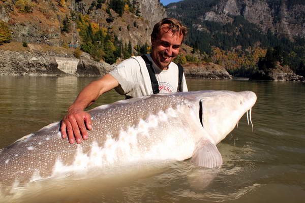 jeseter 330 cm, cca 300 kg, 2. zari jeseter 330 cm, cca 300 kg, 2. zari