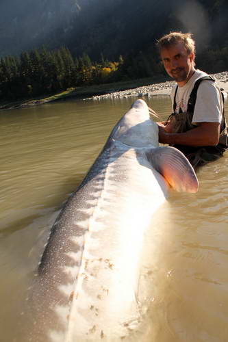 jeseter 330 cm, cca 300 kg, 2. zari jeseter 330 cm, cca 300 kg, 2. zari