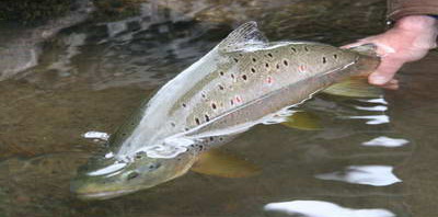 pstruh obecny 59 cm pstruh obecny 59 cm