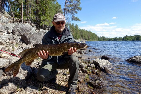 stika 96 cm ulovena pod pereji Rastrandsforsen