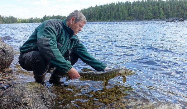 stika 85 cm ulovena pod pereji Rastrandsforsen stika 85 cm ulovena pod pereji Rastrandsforsen