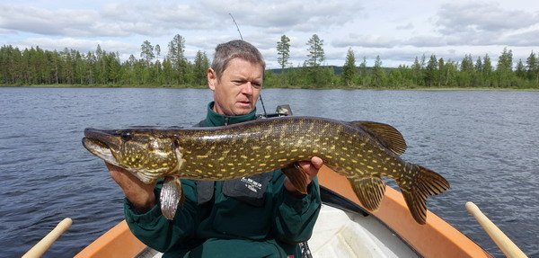 stika 90 cm z jezera Hemsjon u Gargnas stika 90 cm z jezera Hemsjon u Gargnas
