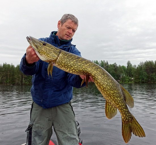 stika 93 cm z prutocneho jezera pod Torviksforsen stika 93 cm z prutocneho jezera pod Torviksforsen