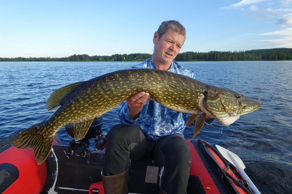 stika 98 cm ulovena pod pereji na prutocnem jezere