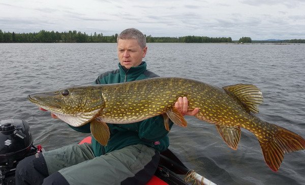 srpnova stika 110 cm z reky Vindelalven ulovena na plandavku