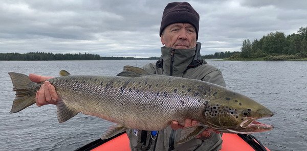 srpnovy losos 83 cm uloveny na 28 g plandavku ABU-Toby