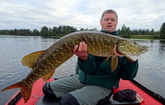 stika 112 cm ulovena na modrou plandavku ABU-Atom 18 g