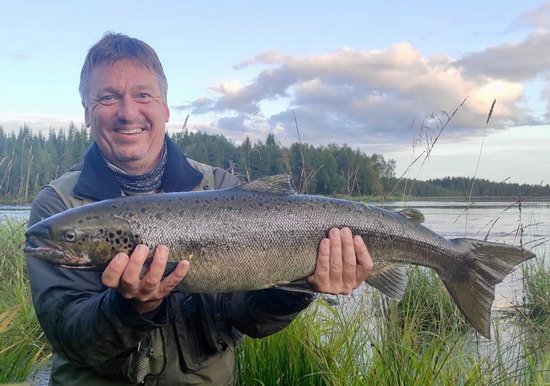 Losos atlantský - jikrnačka 85 cm