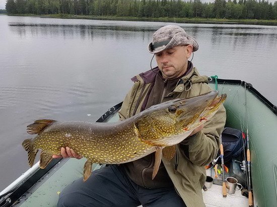 Štika 117 cm - srpnový úlovek z rozlitiny na řece Vindelalven