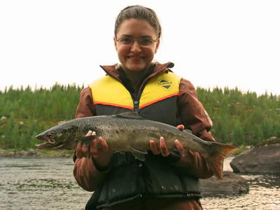 lososi dorostenec 1,8 kg lososi dorostenec 1,8 kg