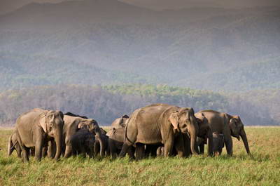 divoci sloni