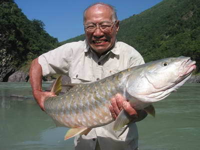 mahseer - Tor putitora