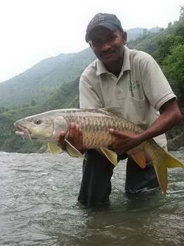 mahseer - Tor putitora