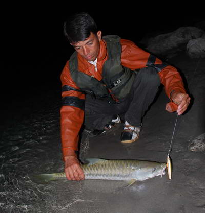 mahseer 80 cm