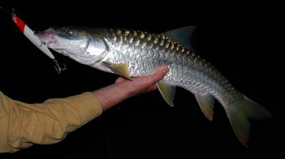 mahseer 65 cm