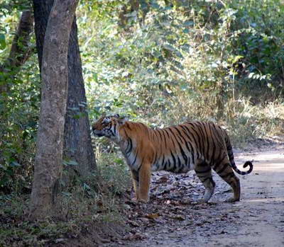 tygr v Narodnim parku Corbett tygr v Narodnim parku Corbett