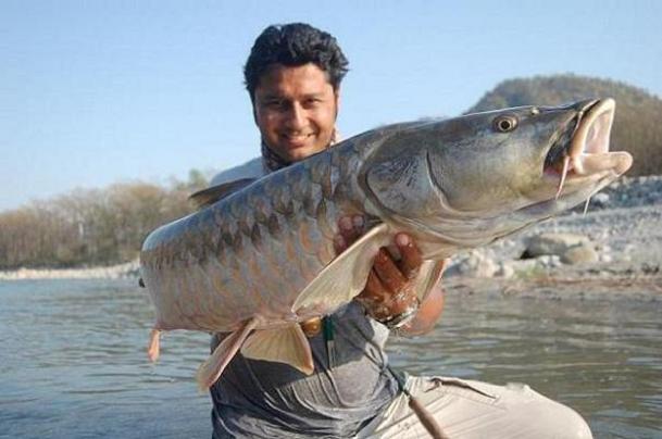 mahseer 17 kg, uloveny na musku mahseer 17 kg, uloveny na musku
