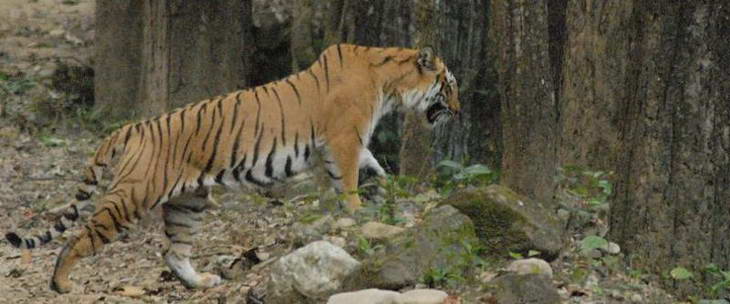 tygr z narodniho parku Corbett tygr z narodniho parku Corbett