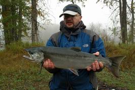 losos kisuc, coho, 4 kg losos kisuc, coho, 4 kg