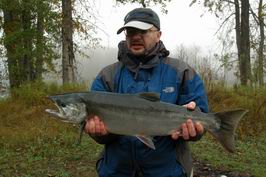 losos kisuc, coho, 4 kg