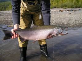 losos kisuc, coho, 5 kg