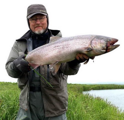 losos čavyča - king salmon z dolního toku řeky