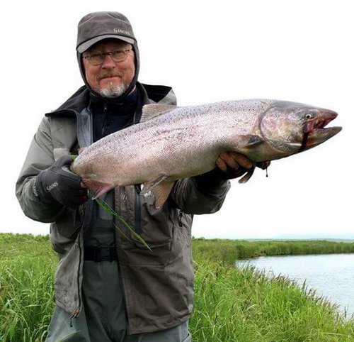 losos čavyča - king salmon z dolního toku řeky losos čavyča - king salmon z dolního toku řeky