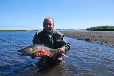 losos keta - Cinder river losos keta - Cinder river