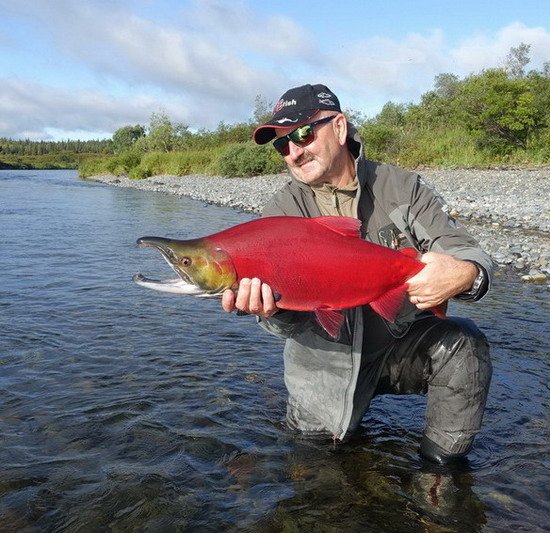 losos nerka - sockeye salmon uloveny na privlac losos nerka - sockeye salmon uloveny na privlac