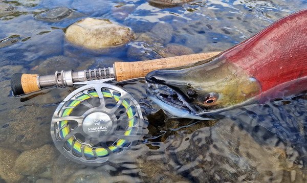 losos nerka - sockeye salmon uloveny na musku