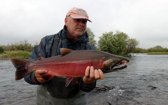 losos kisuc - coho salmon uloveny na streamer