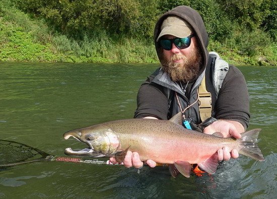 losos kisuc - coho salmon z reky Newhallen uloveny na streamer