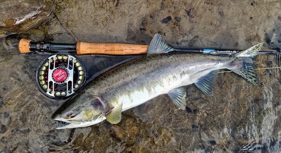 losos gorbusa - pink salmon uloveny na streamer losos gorbusa - pink salmon uloveny na streamer