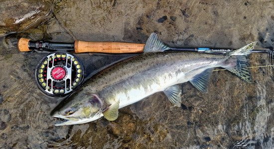 losos gorbusa - pink salmon uloveny na streamer